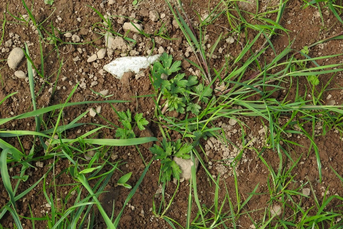Weed control guide