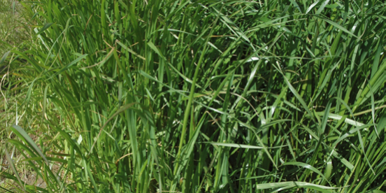 Italian Rye Grass