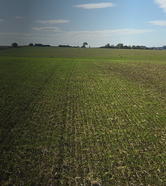 Webinar: Make reseeding work for you - Germinal Ireland