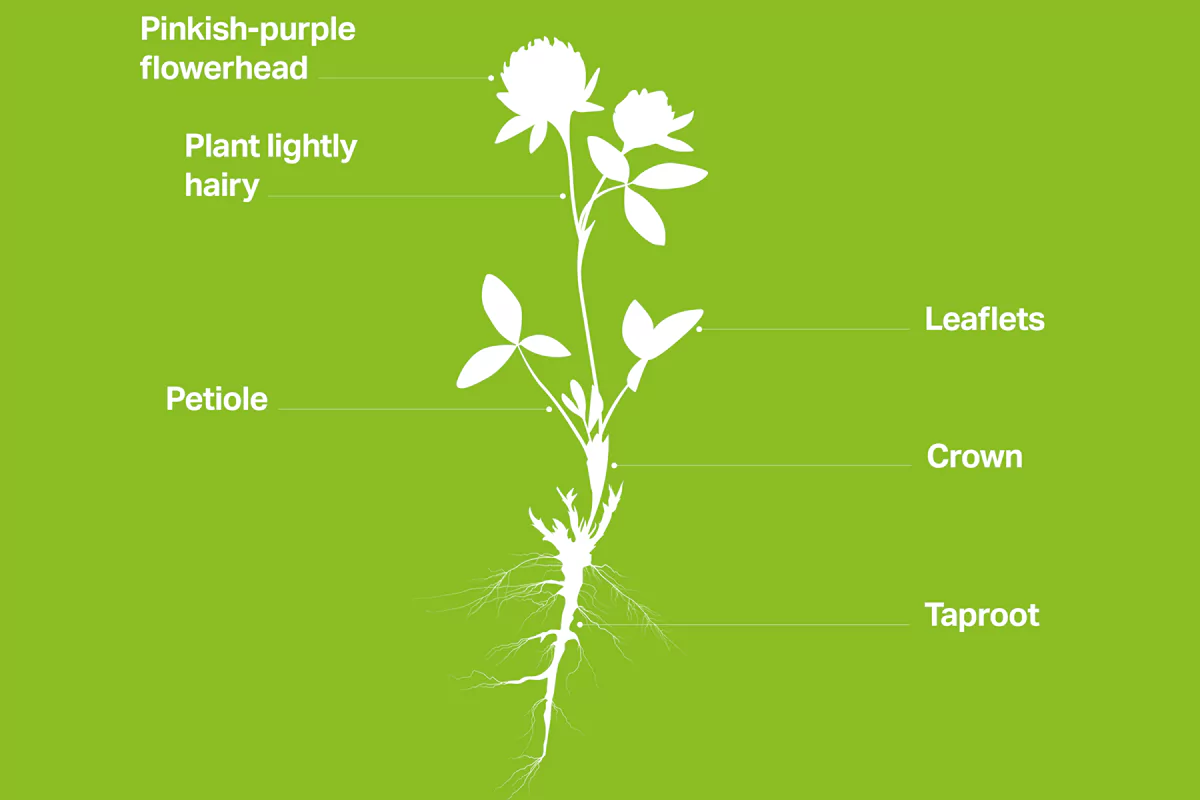 Red clover seed guide