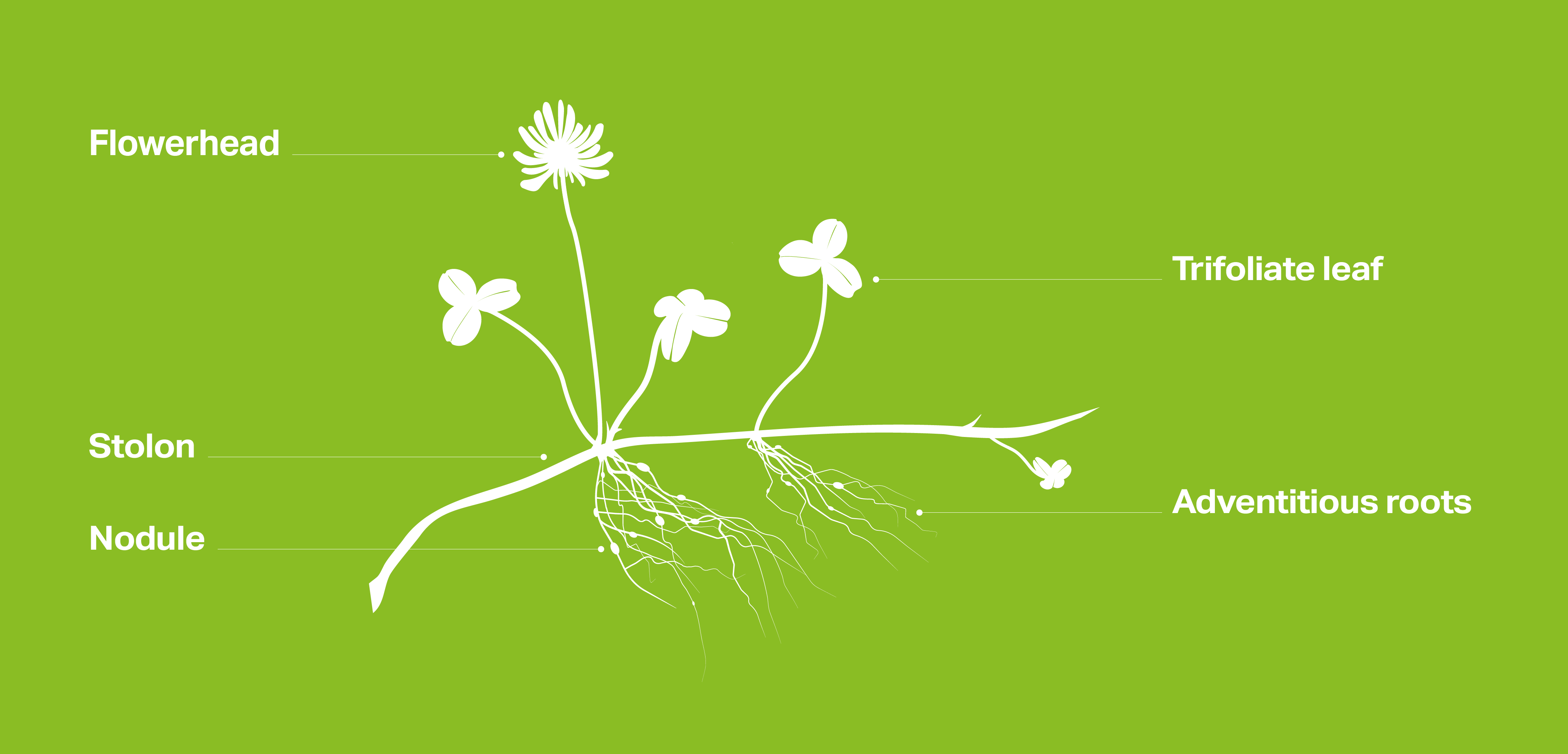 white clover diagram