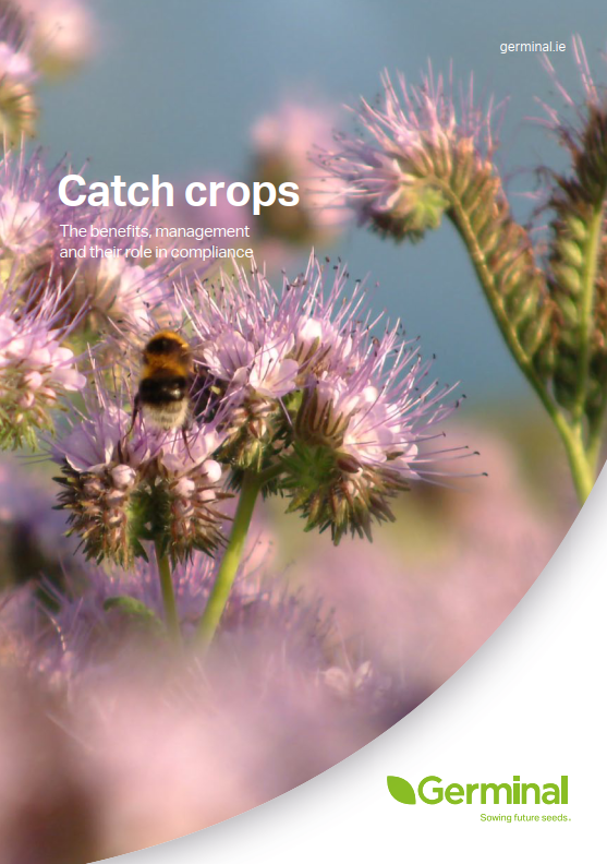 catch crops cover crops