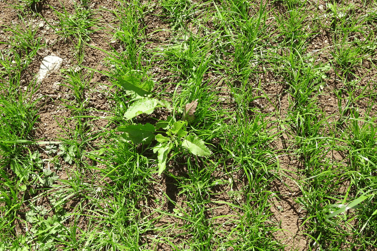 Control your weeds to give your reseed the best start 