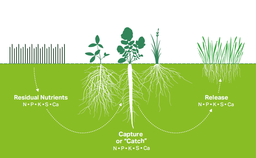 Catch crops and cover crops diagram