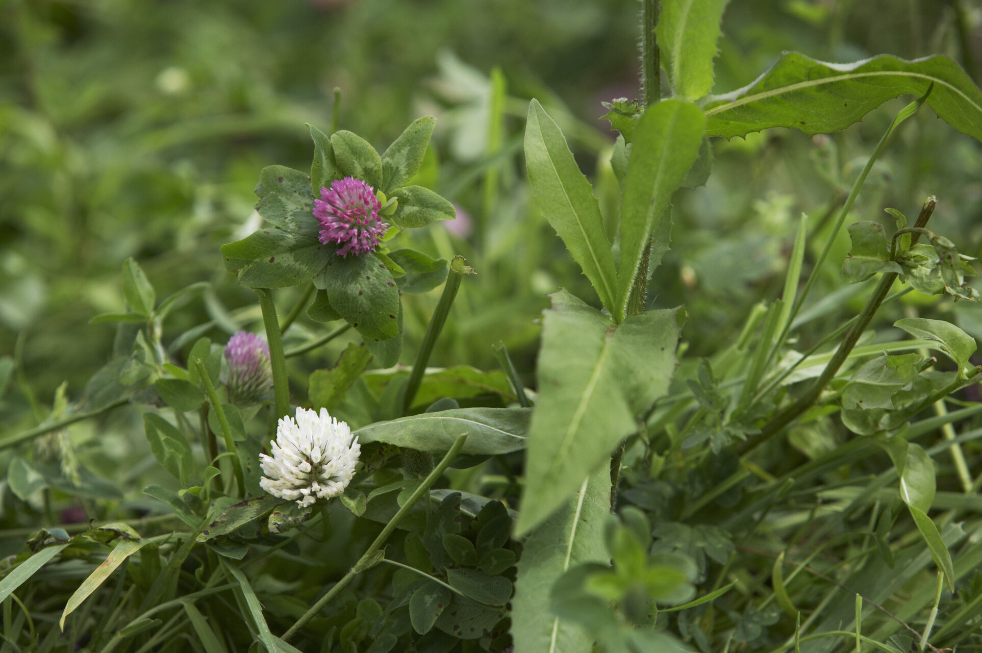 a multi-species sward with red clover and white clover