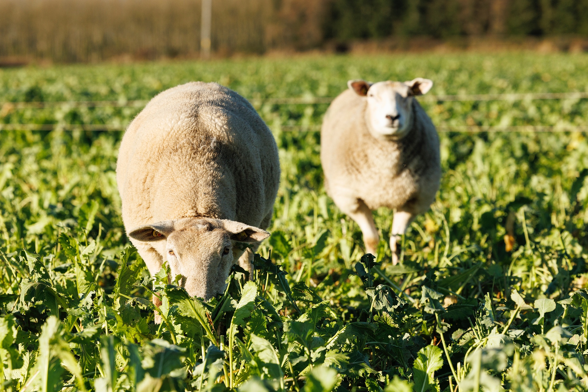 Sheep grazing catch crops in a field