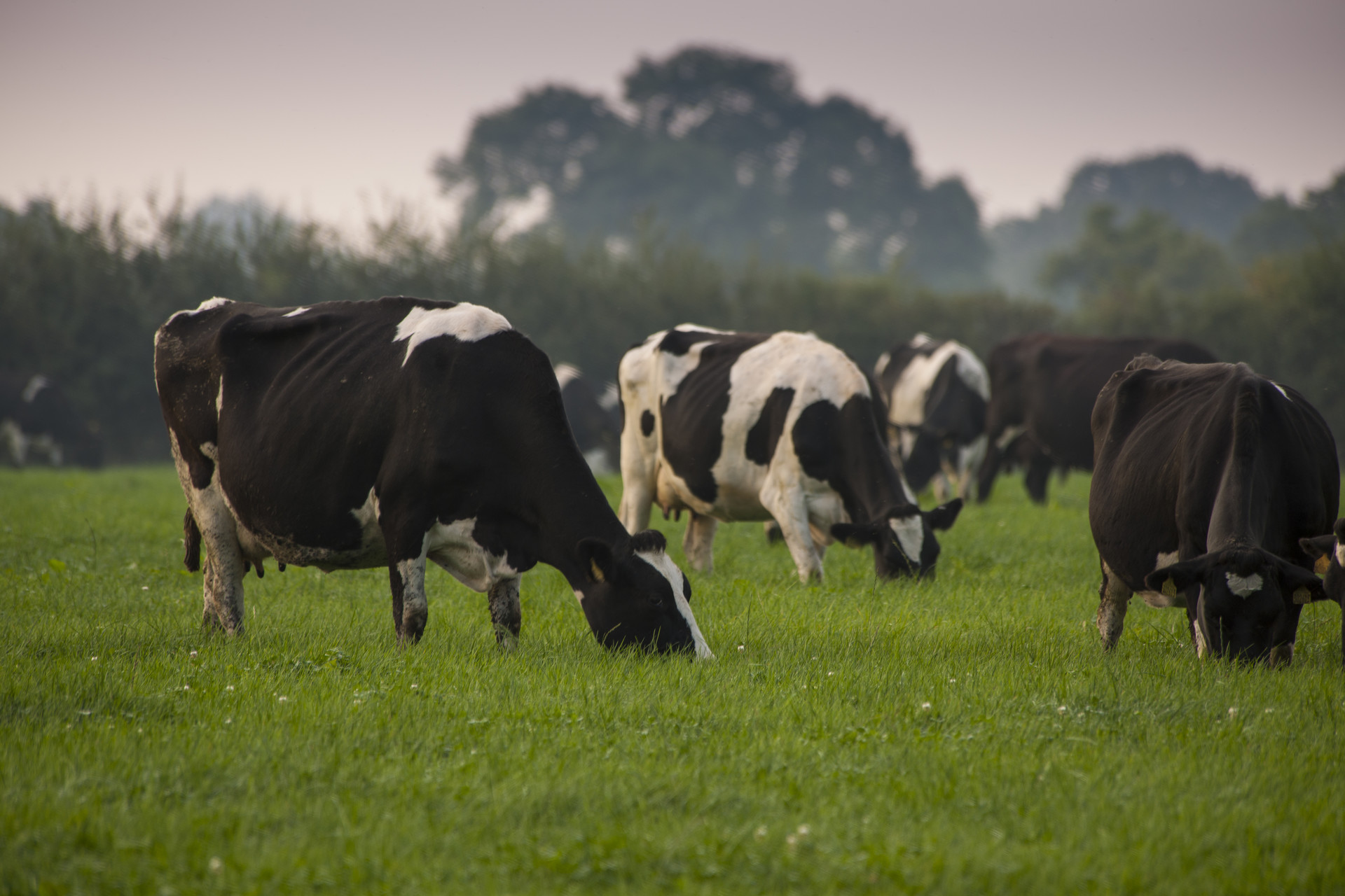 cattle grazing newly reseeded pasture