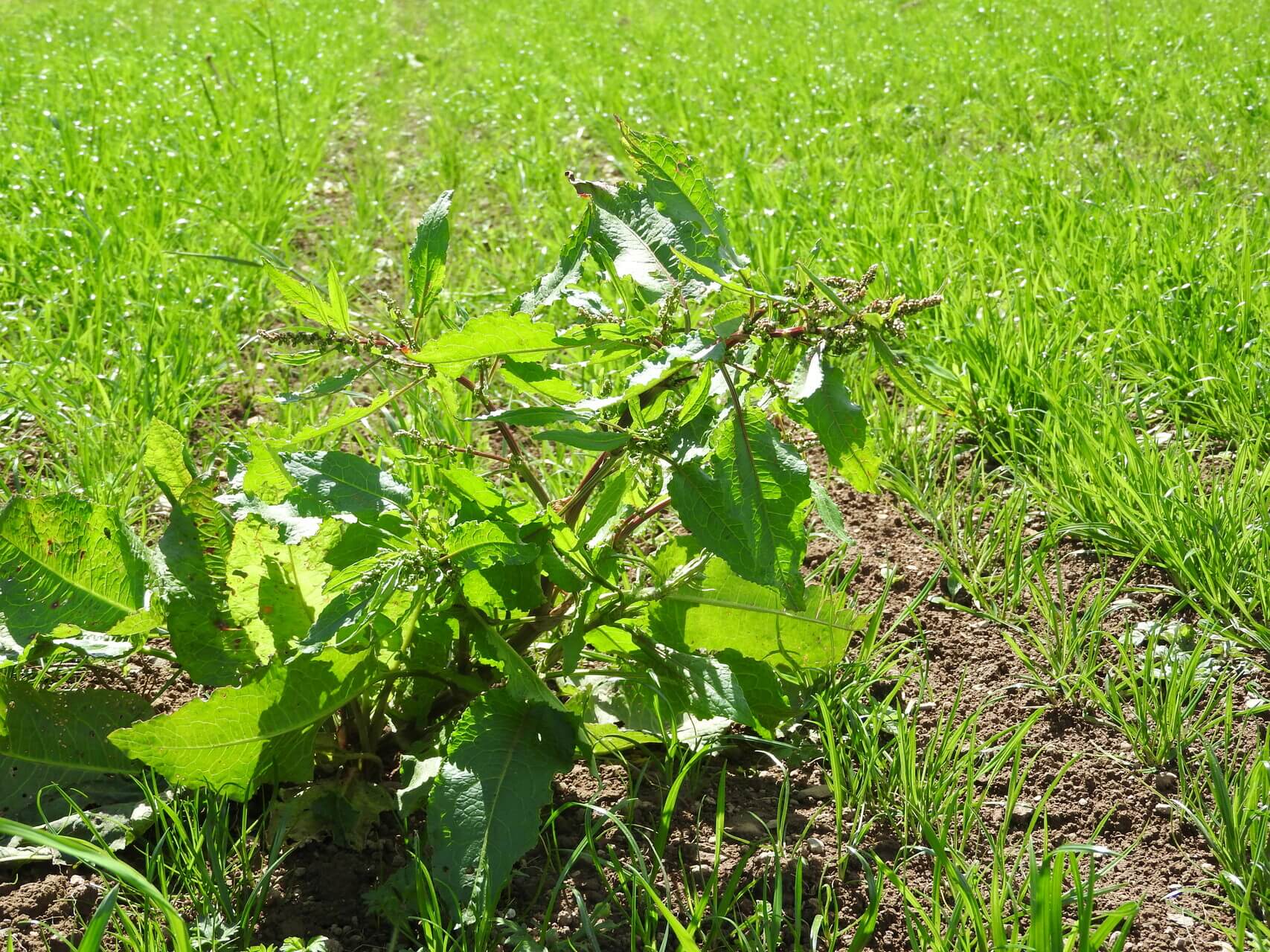 dock weeds in newly reseeded pasture