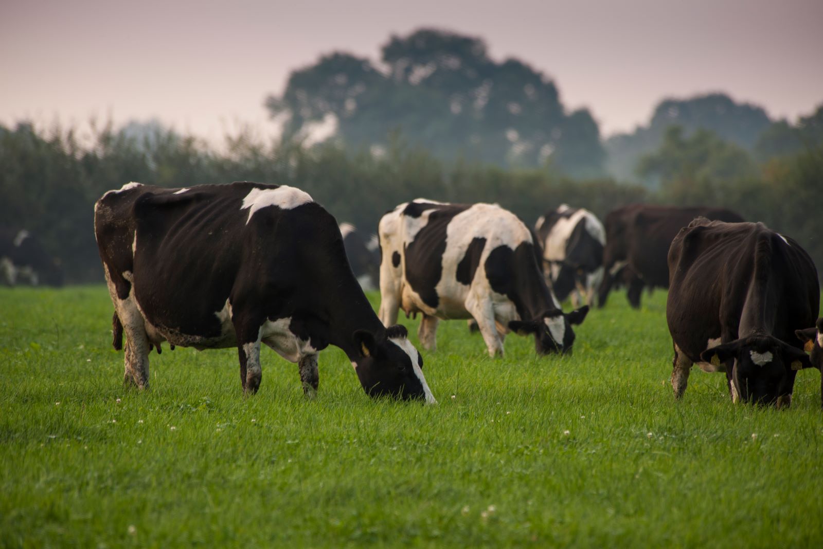 cattle grazing pasture