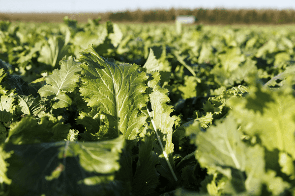 Managing brassica grazing crucial to livestock and soil 