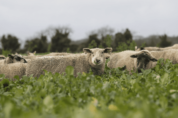 Managing brassica grazing crucial to livestock and soil