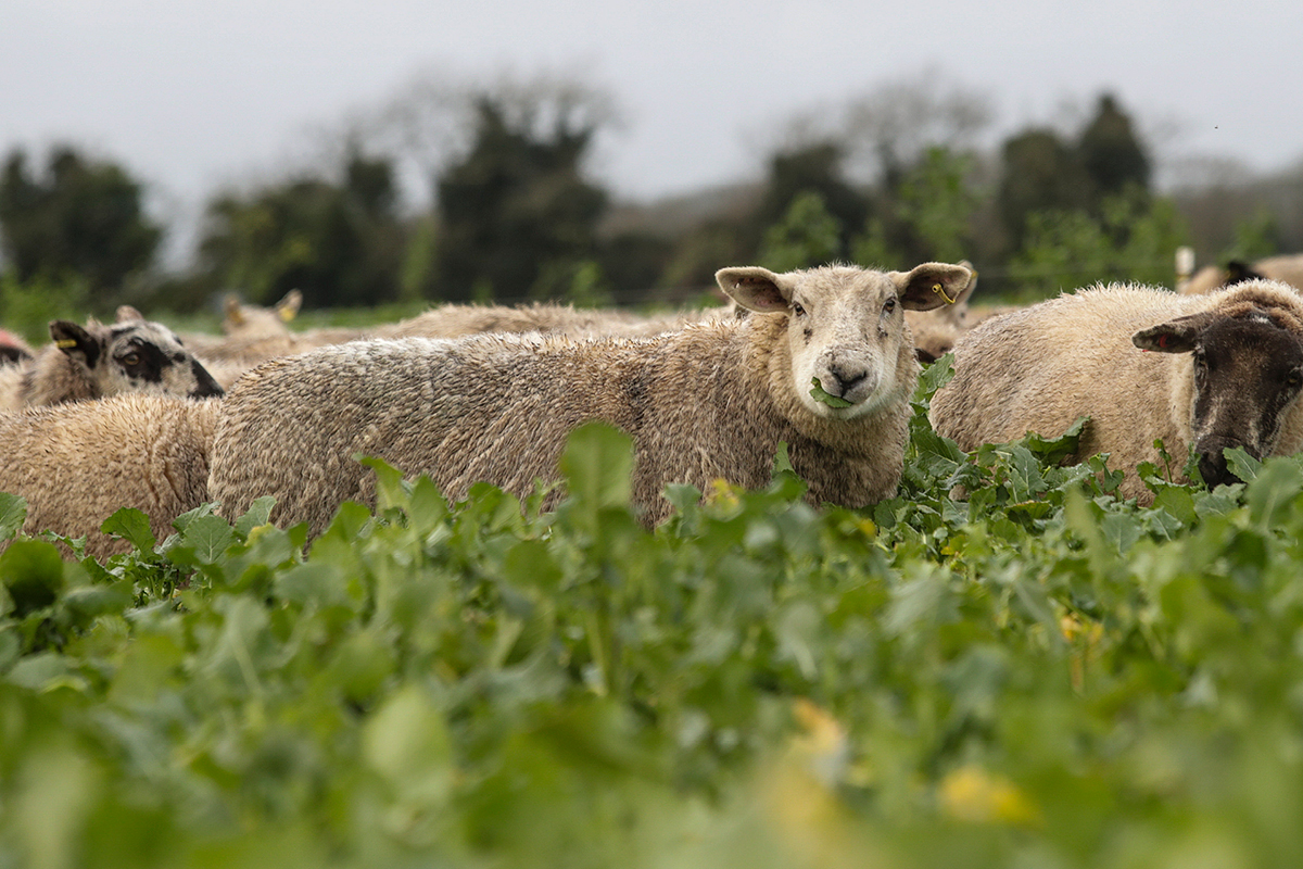 Act now to avoid feed shortages later in the year