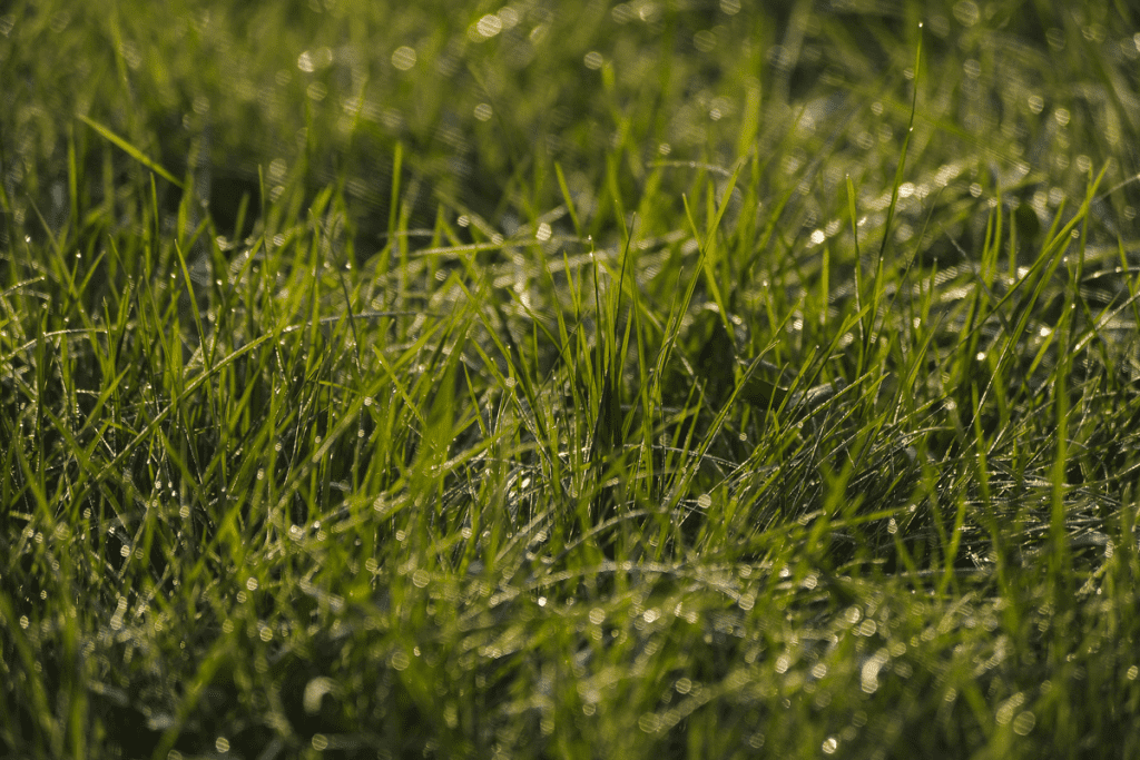 Protein in spring grass supports sustainable farming production