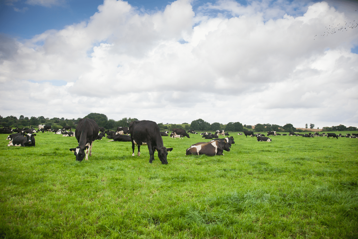 cattle grazing in a field - dietary protein use in livestock