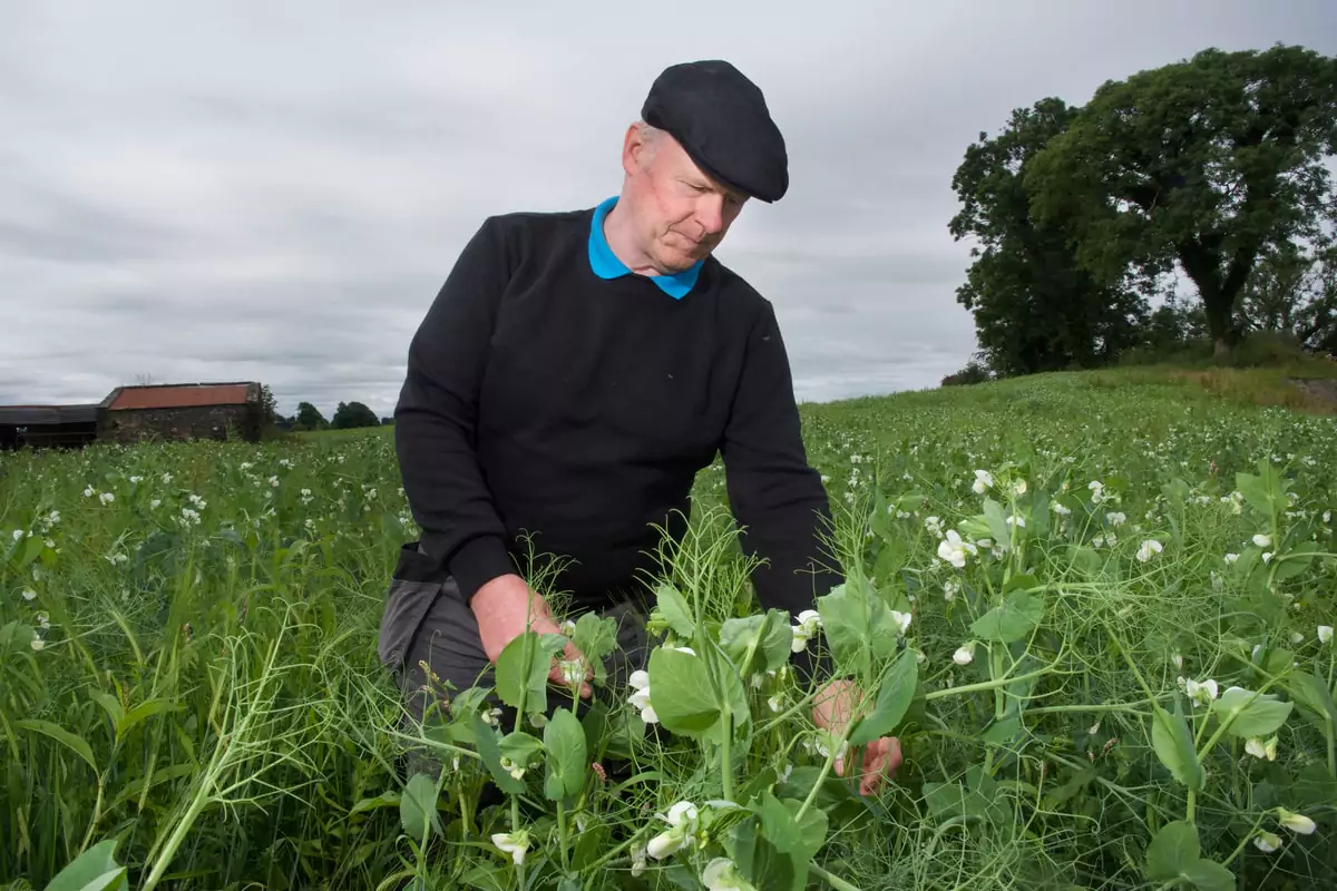 Arable silage in a year of feedstock pressure makes sense 