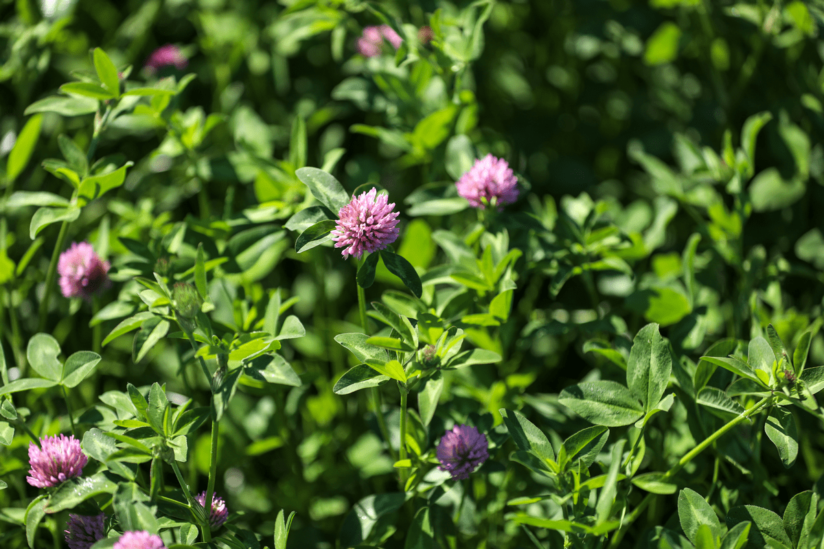 dafm red clover guide