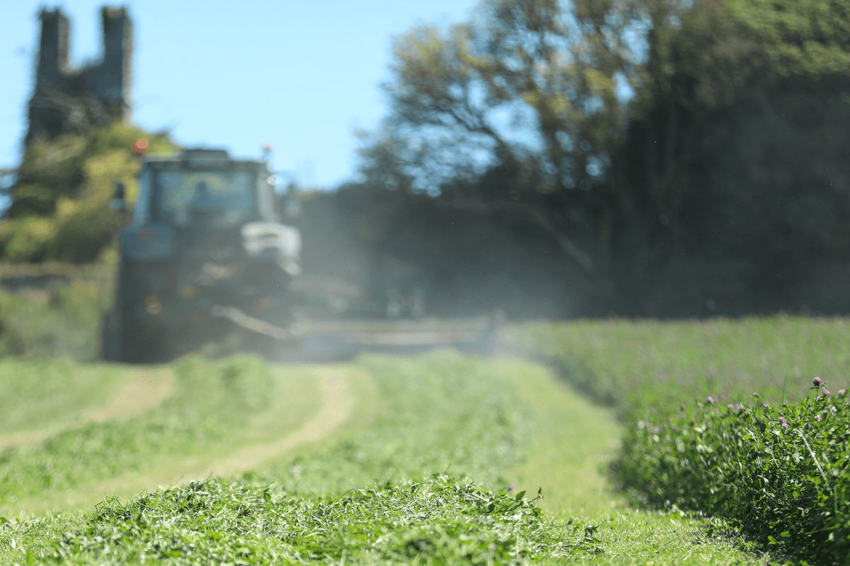 Red clover's climate smart benefits for Irish farmers