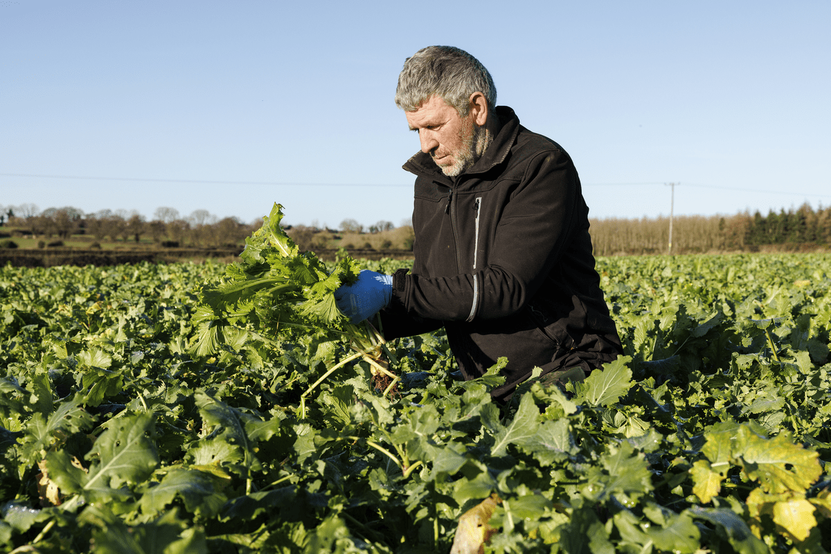 Sowing advice for aRedstart crop this year