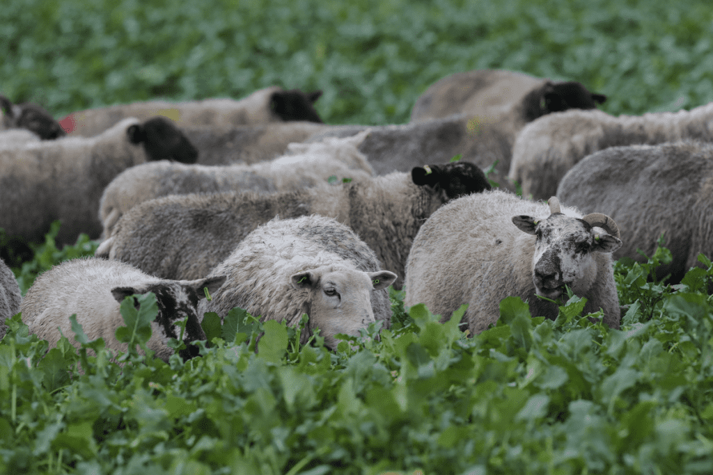 Research shows Redstart is nutritious and versatile for grazing