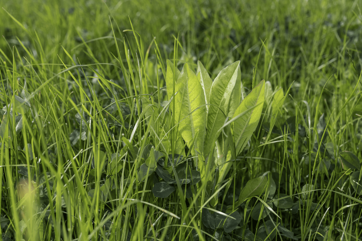 Climate smart forage the tool for reduced environmental impact