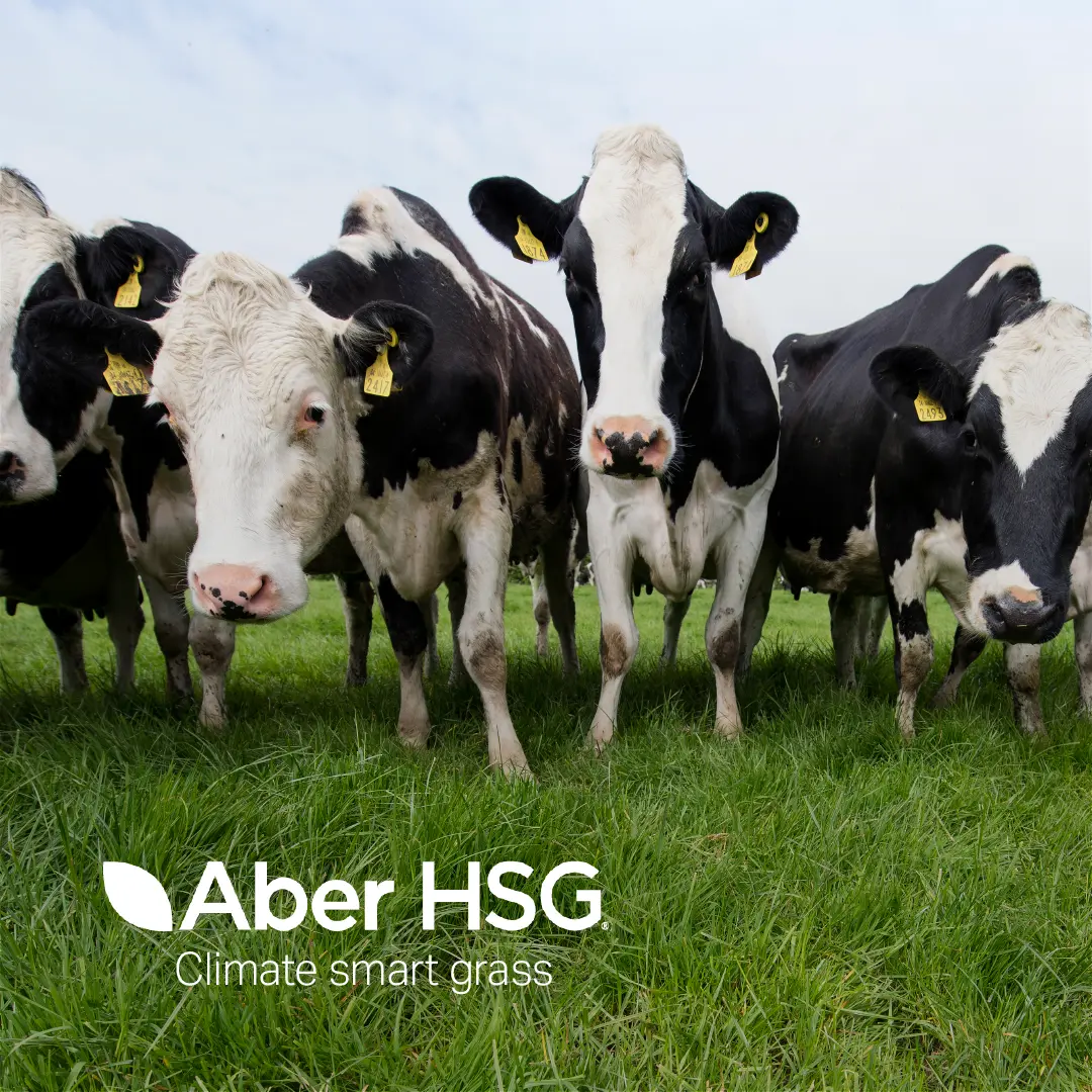 Aber HSG helps livestock consume protein more efficiently and reduce ammonia emissions