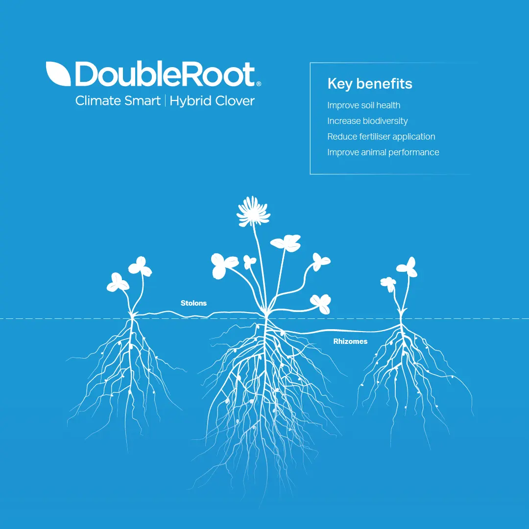 DoubleRoot hybrid clovers from Germinal offer significant benefits to livestock farmers