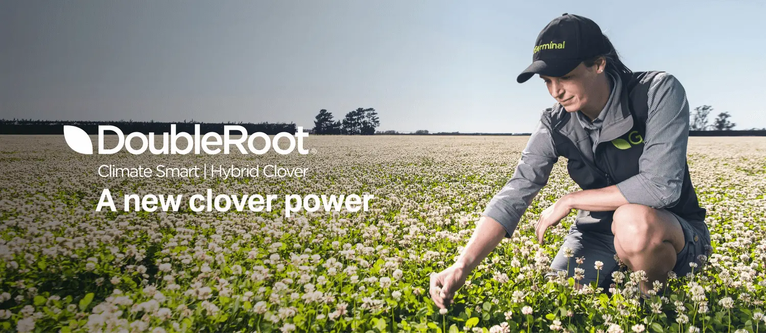DoubleRoot hybrid clover by Germinal