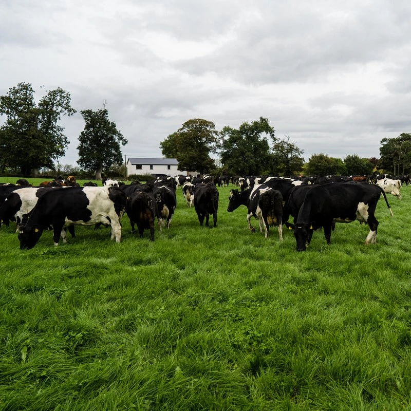 Advice for Preventing Bloat in Cattle When Grazing Clover