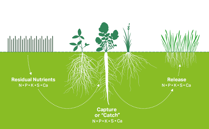 Catch crops / cover crops diagram showing how nutrients are captured in soil and released to benefit other crops