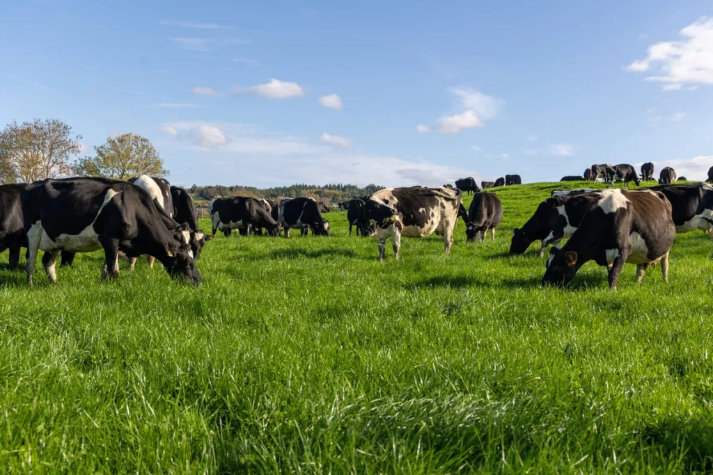 Cows grazing a grass and clover field
