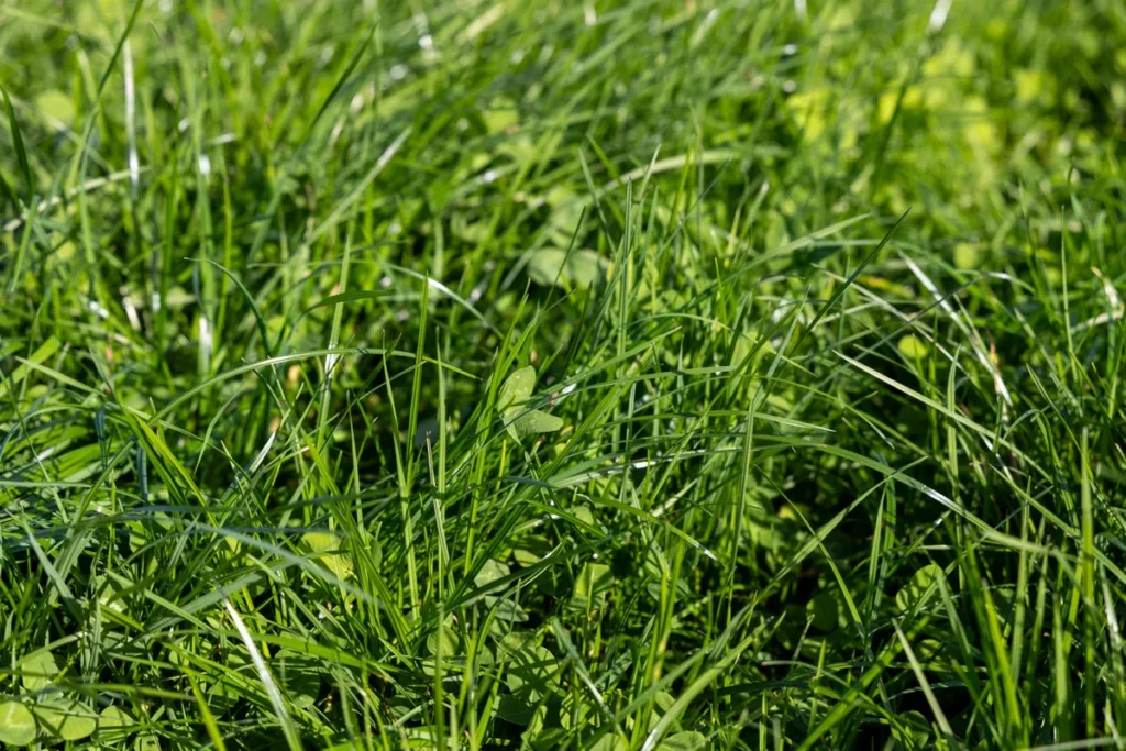 A close image of grass and clover growing together in a field