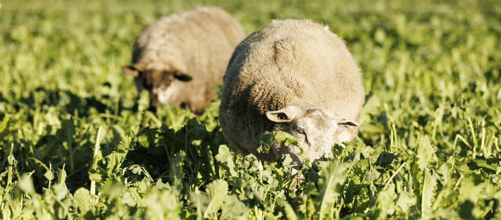 sheep grazing catch crops in the acres scheme