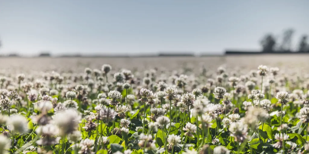 A production field of DoubleRoot hybrid clover