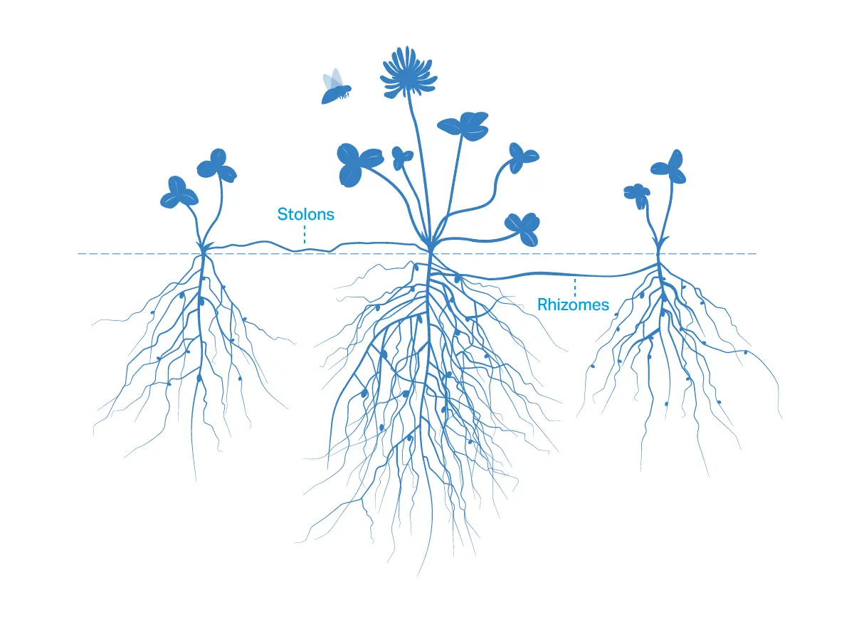 A diagram showing Germinal's DoubleRoot hybrid clover plants producing stolons above ground and rhizomes below.