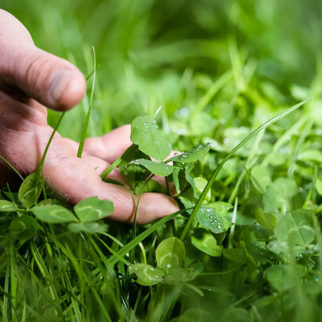 A hand holding white clover leaves