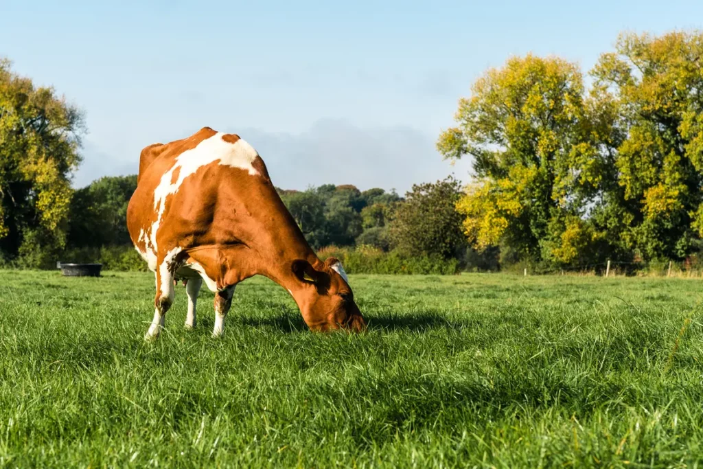 A cow grazing in a field in spring