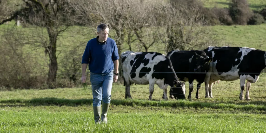 Cows grazing in autumn