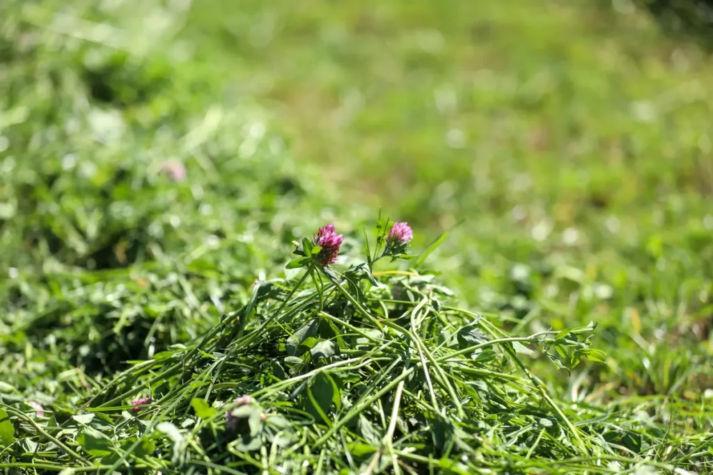 A pile of cut grass and red clover ahead of being converted into silage.