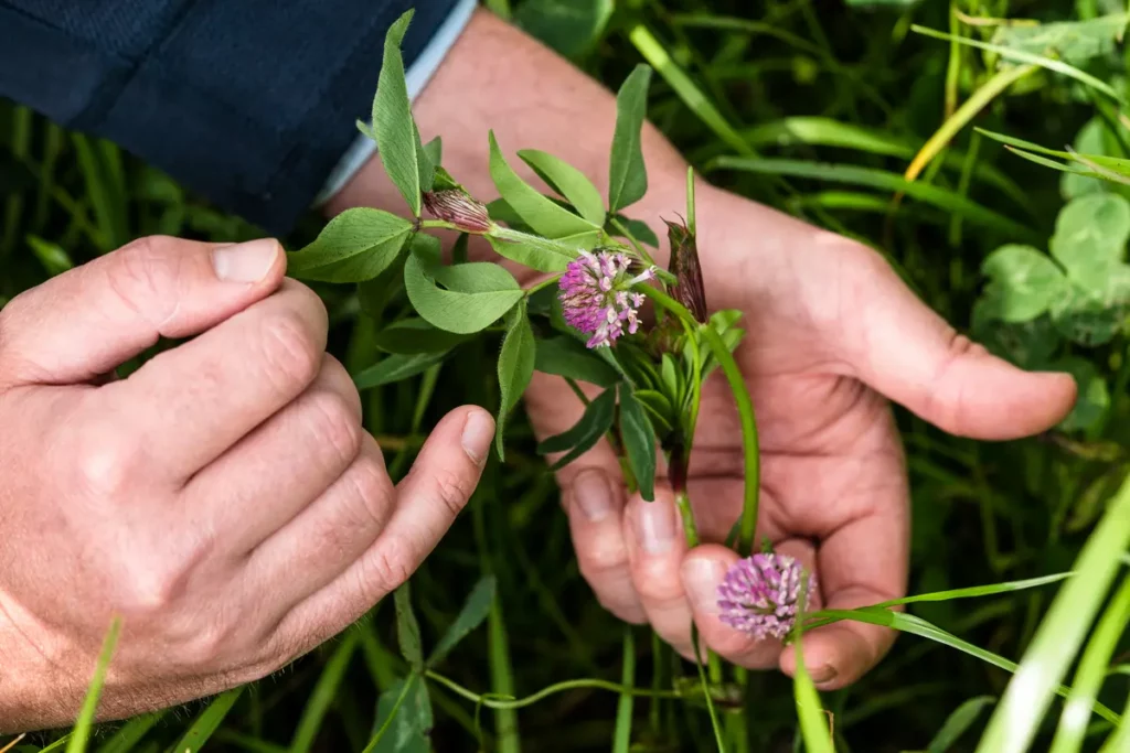 A red clover plant in a hand.