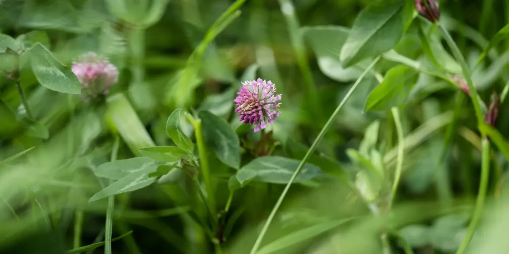 A red cloveer flower surrounded by grass.