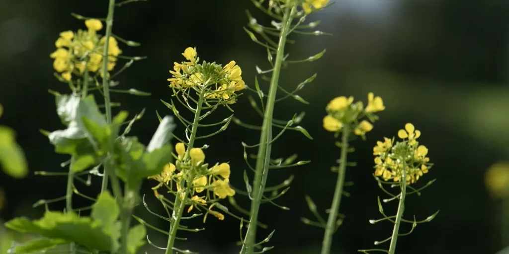 cover crops